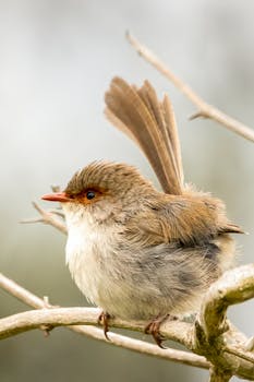 Superb Fairywren on a branch at Culburra Beach, showcasing its delicate plumage.