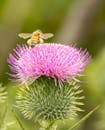 Honeybee on Thistle at Culburra Beach