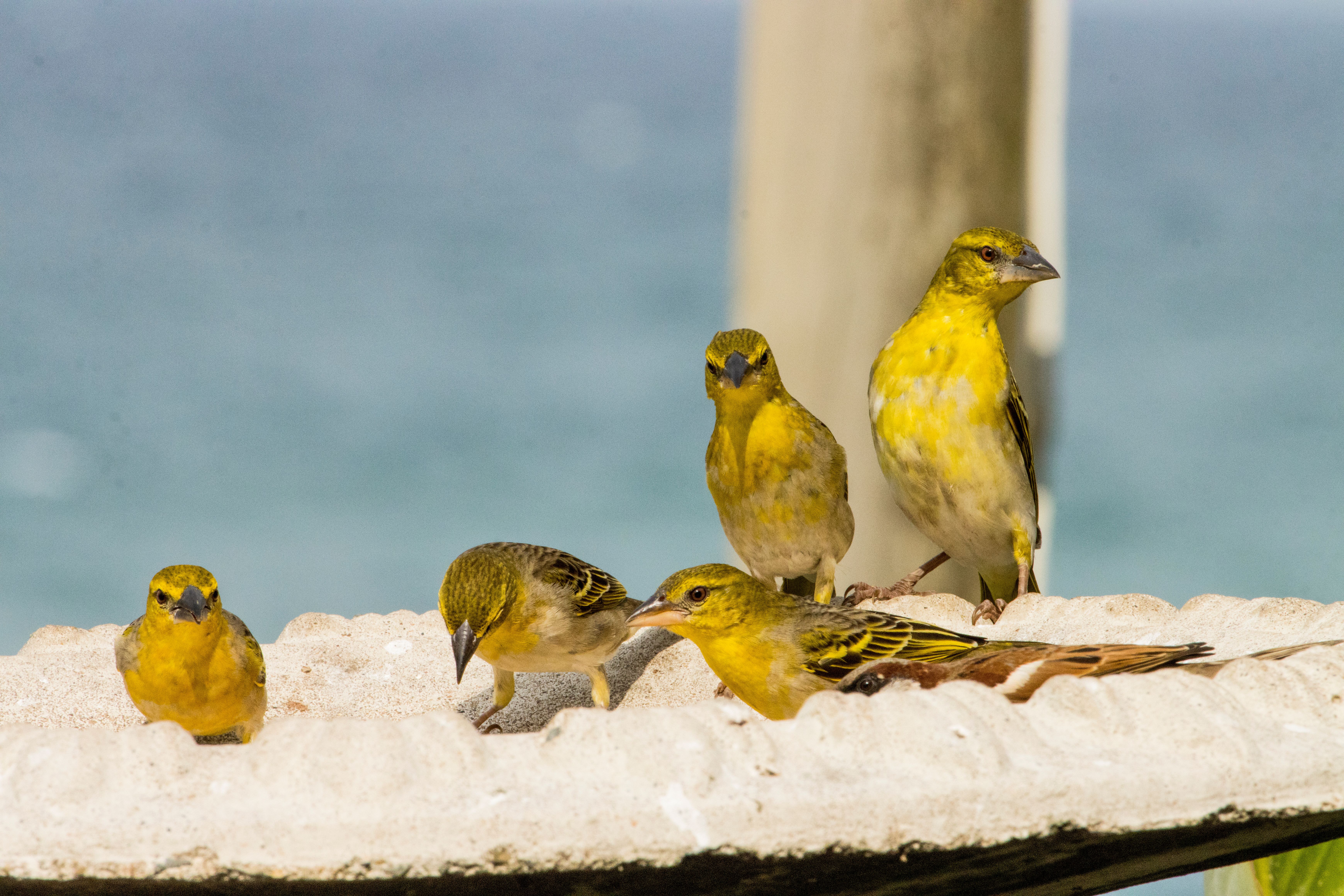 Vibrant Yellow Birds Perched by Ocean · Free Stock Photo