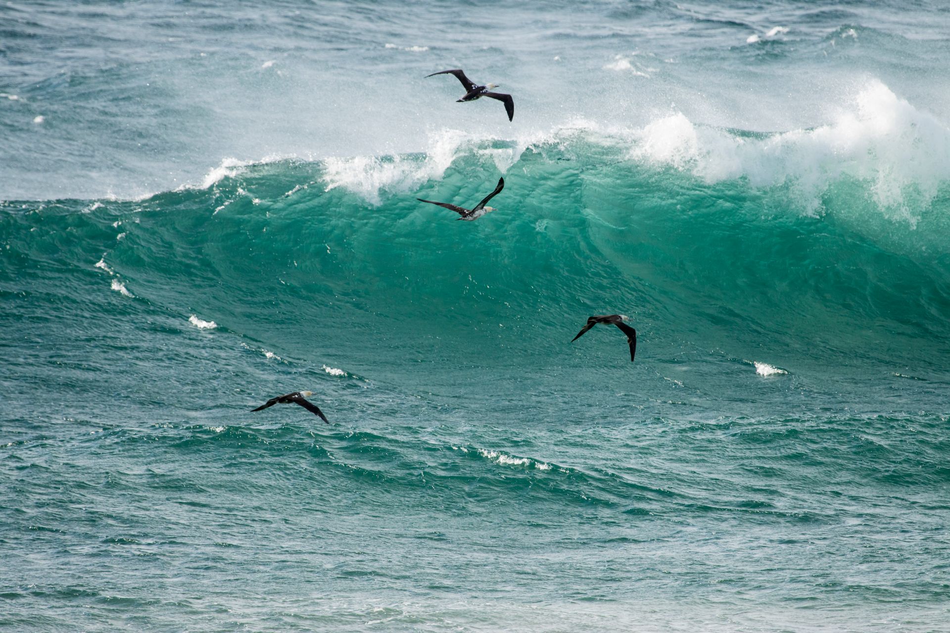 Majestic ocean waves with seabirds soaring above. A stunning display of nature's power and beauty.