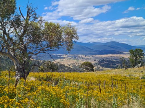 Free Vibrant summer landscape in Jindabyne, Australia with blooming wildflowers and rolling hills. Stock Photo