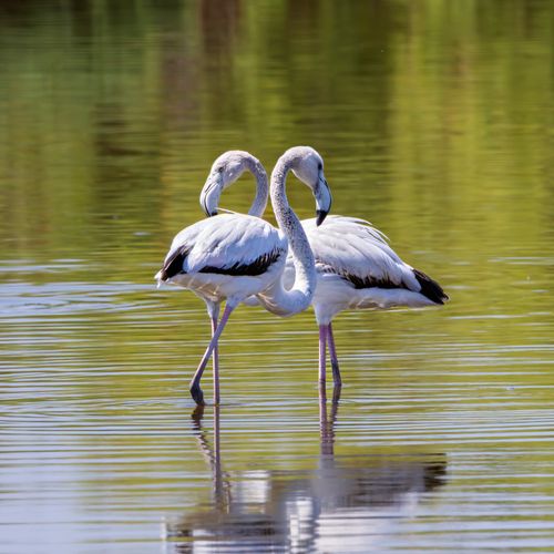 Free Two flamingos elegantly standing in calm water with vivid reflections. Stock Photo