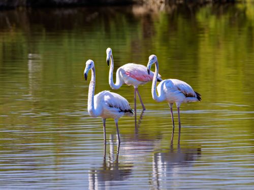 Free Three flamingos wading in a sunny lake in Valencia, Spain, showcasing vibrant reflections. Stock Photo