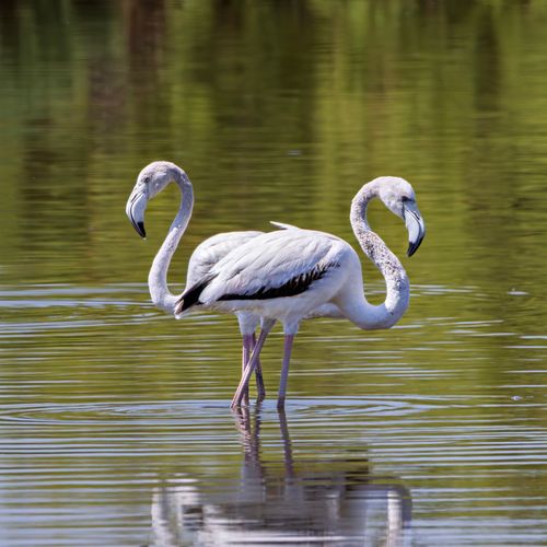 Free Two flamingos standing in reflective water, showcasing elegance and symmetry. Stock Photo
