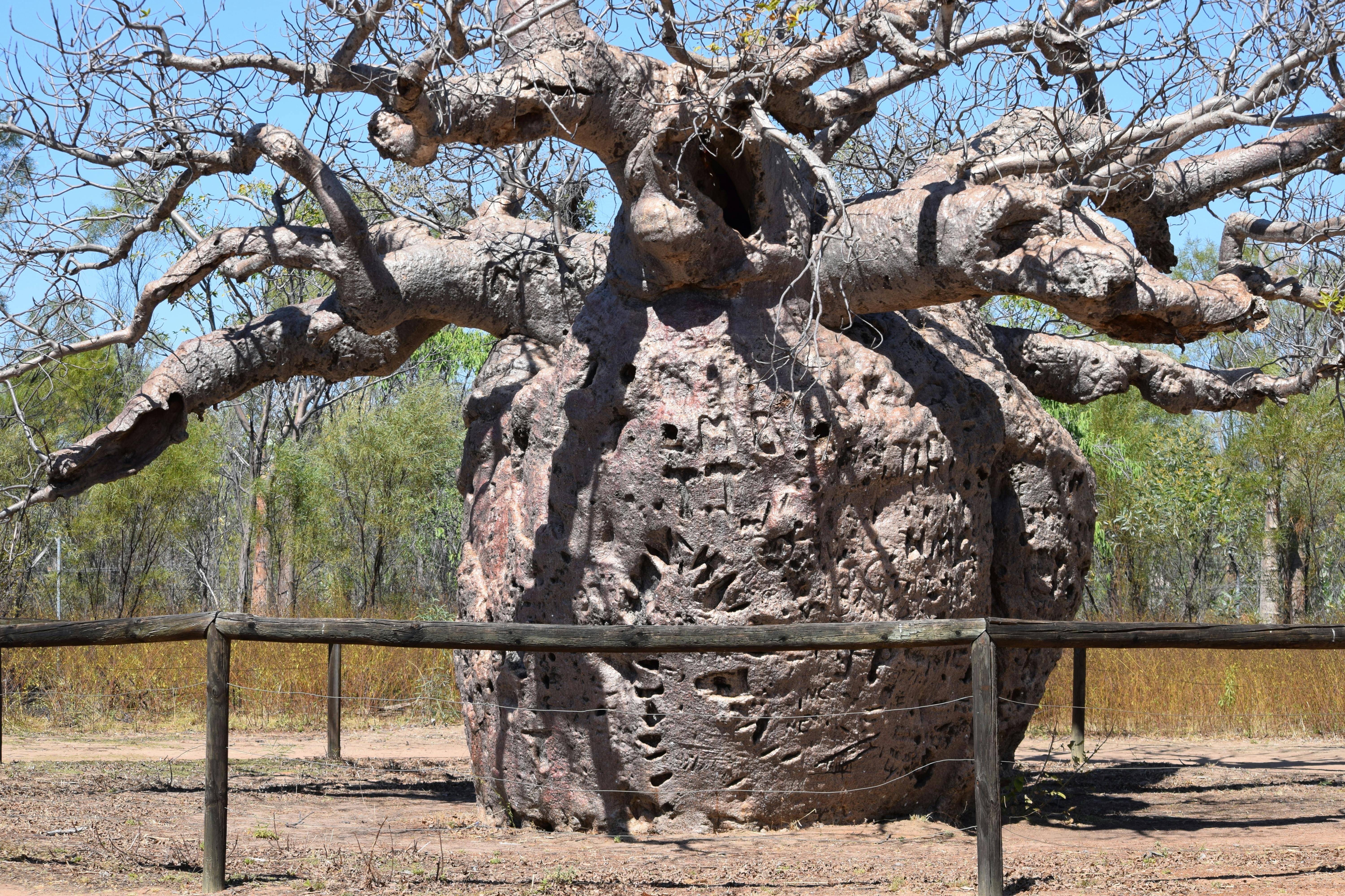Baobab Photos, Download The BEST Free Baobab Stock Photos & HD Images
