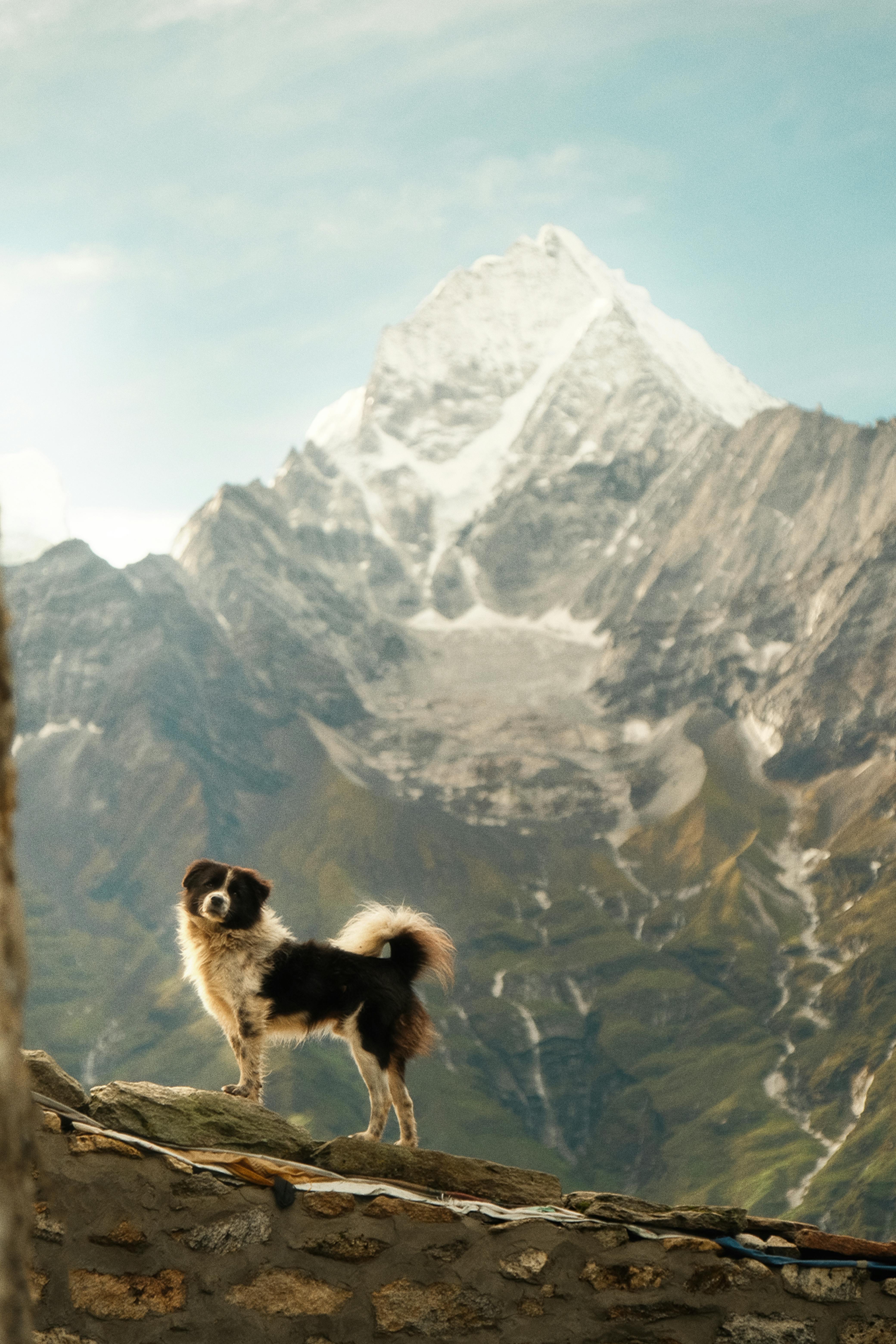 A lone dog stands against a backdrop of mountains in Khumjung, Nepal, near Mount Everest.