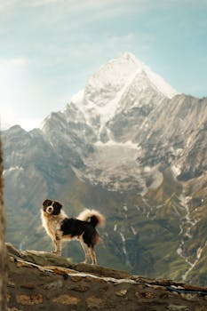 A lone dog stands against a backdrop of mountains in Khumjung, Nepal, near Mount Everest.