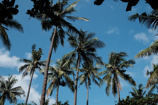 Pristine coconut palms sway gently against a clear blue sky in Banten, Indonesia, evoking tropical tranquility.