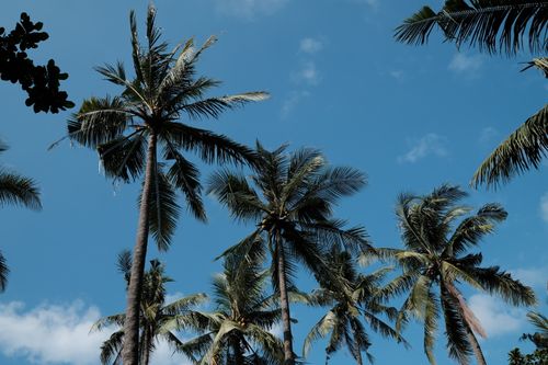 Free Palm trees sway under a vibrant blue sky in Banten, Indonesia, creating a tropical paradise feel. Stock Photo