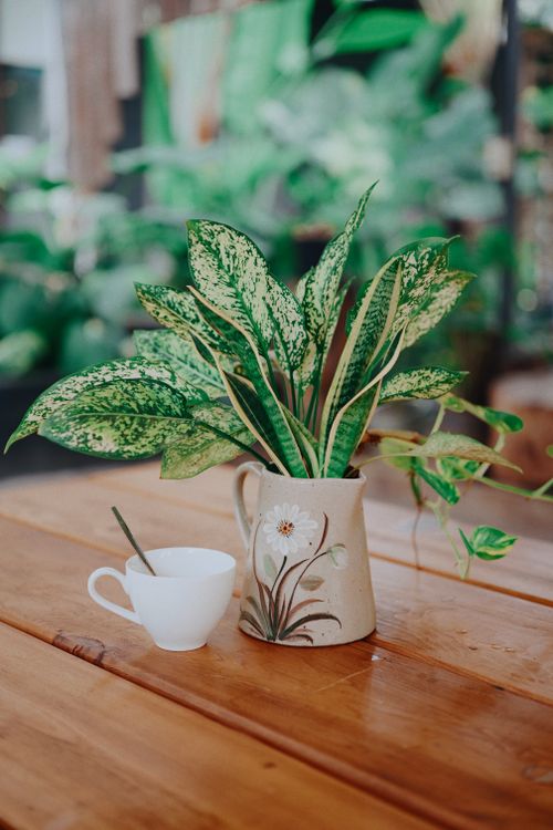 Free A vibrant tropical plant in a ceramic vase with a white cup on a wooden table. Stock Photo