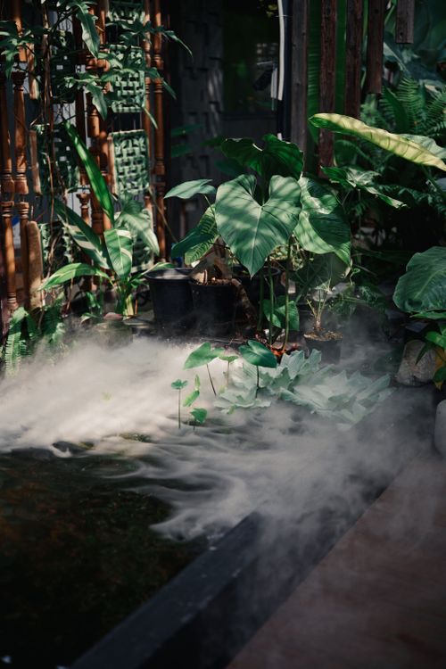 Free Indoor tropical garden scene with mist, lush greenery, and a tranquil pond. Stock Photo