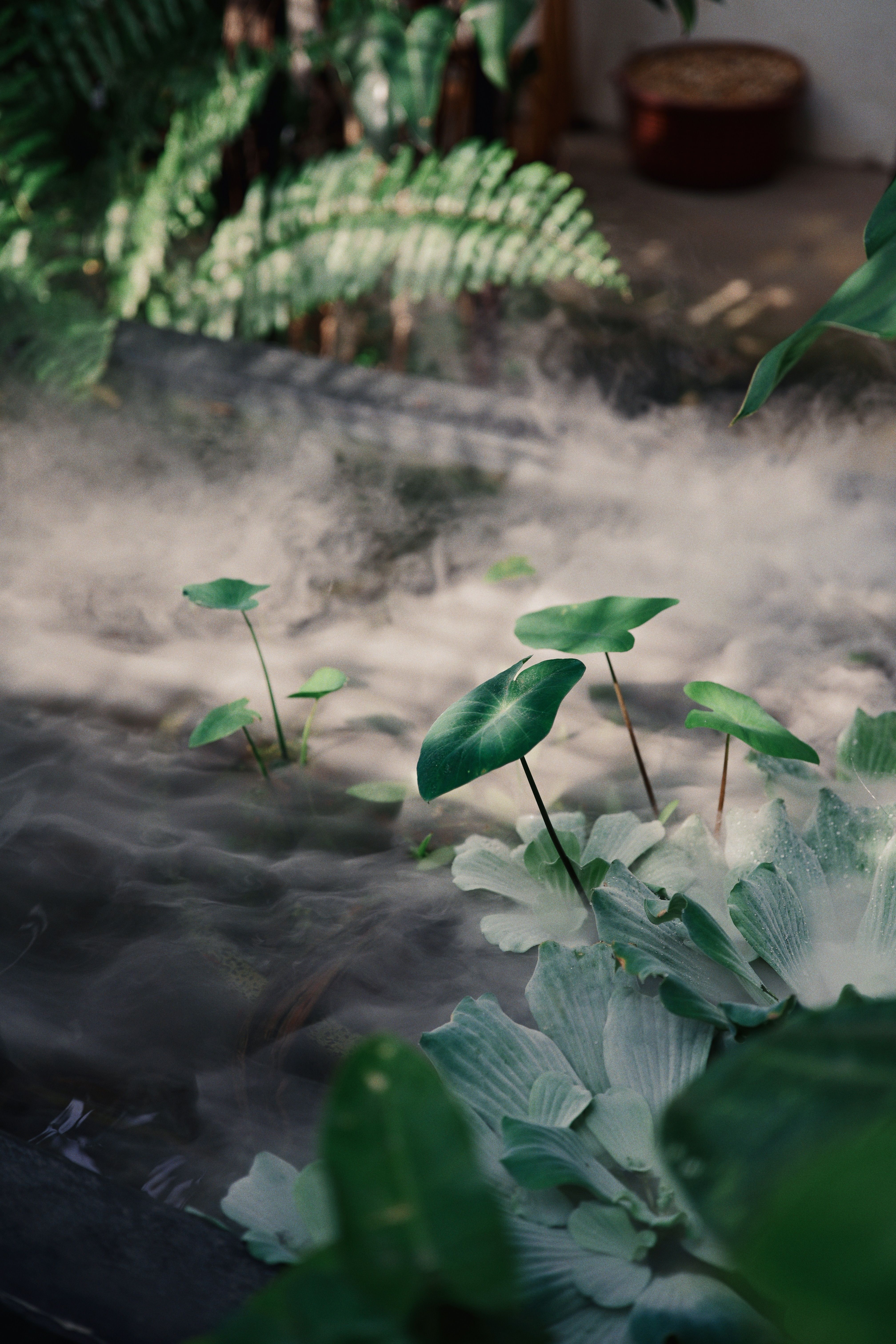 Gentle light through natural foliage