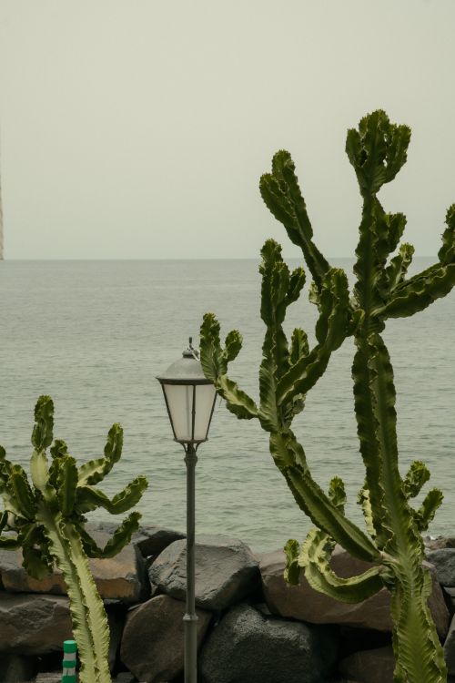 Free Cacti and a streetlamp on a rocky coastline in Valle Gran Rey, Canary Islands. Stock Photo