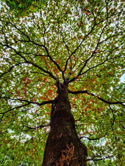 Free An upward view of a large tree canopy with lush green leaves in Belo Horizonte, Brazil. Stock Photo
