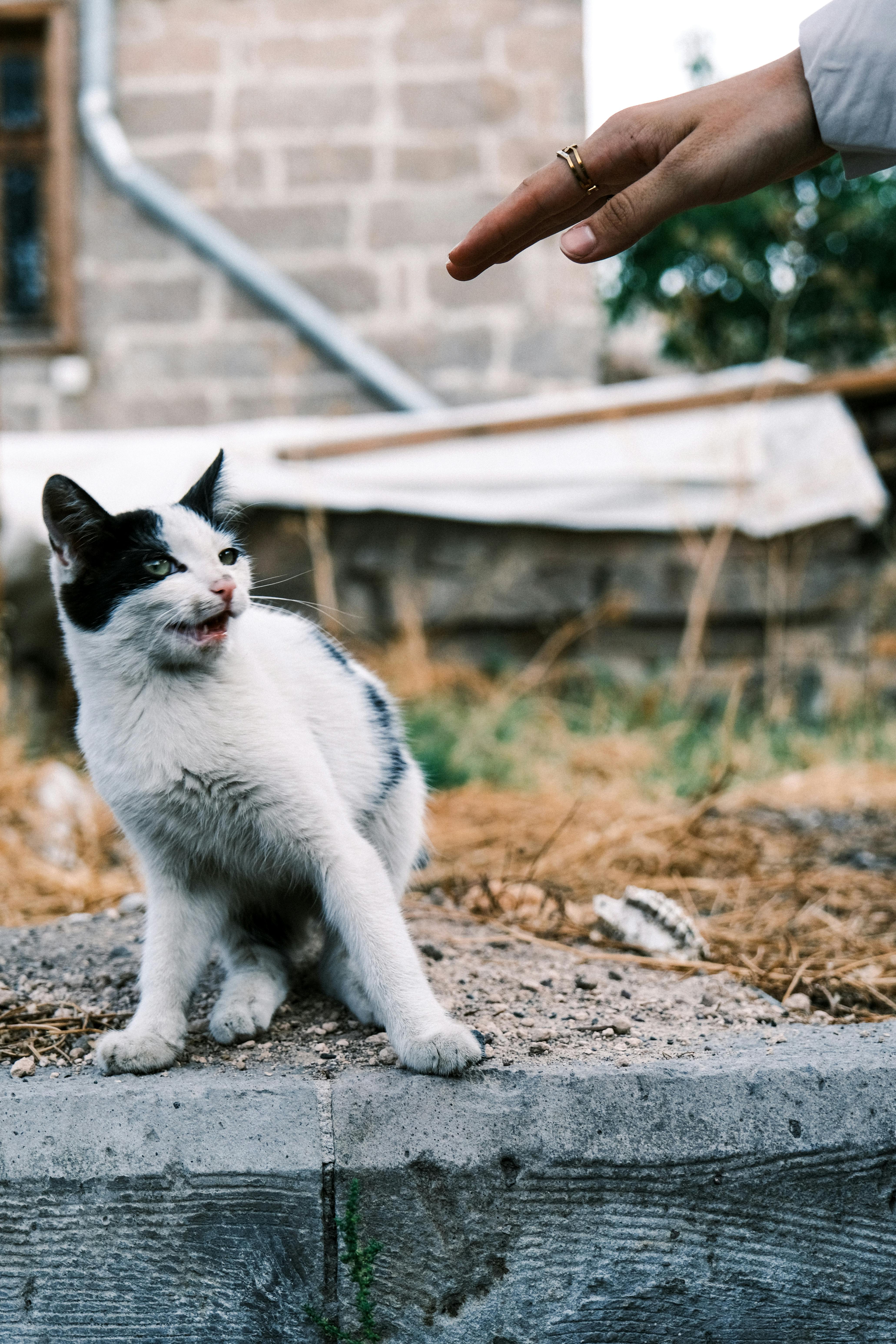 A stray cat playfully interacts with a person outdoors, creating a lighthearted moment.