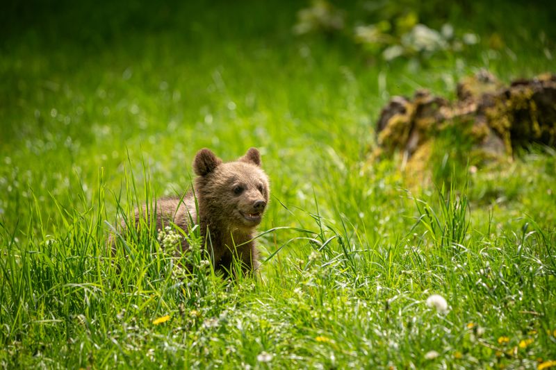 Adorable Young Brown Bear Cub in Meadow · Free Stock Photo