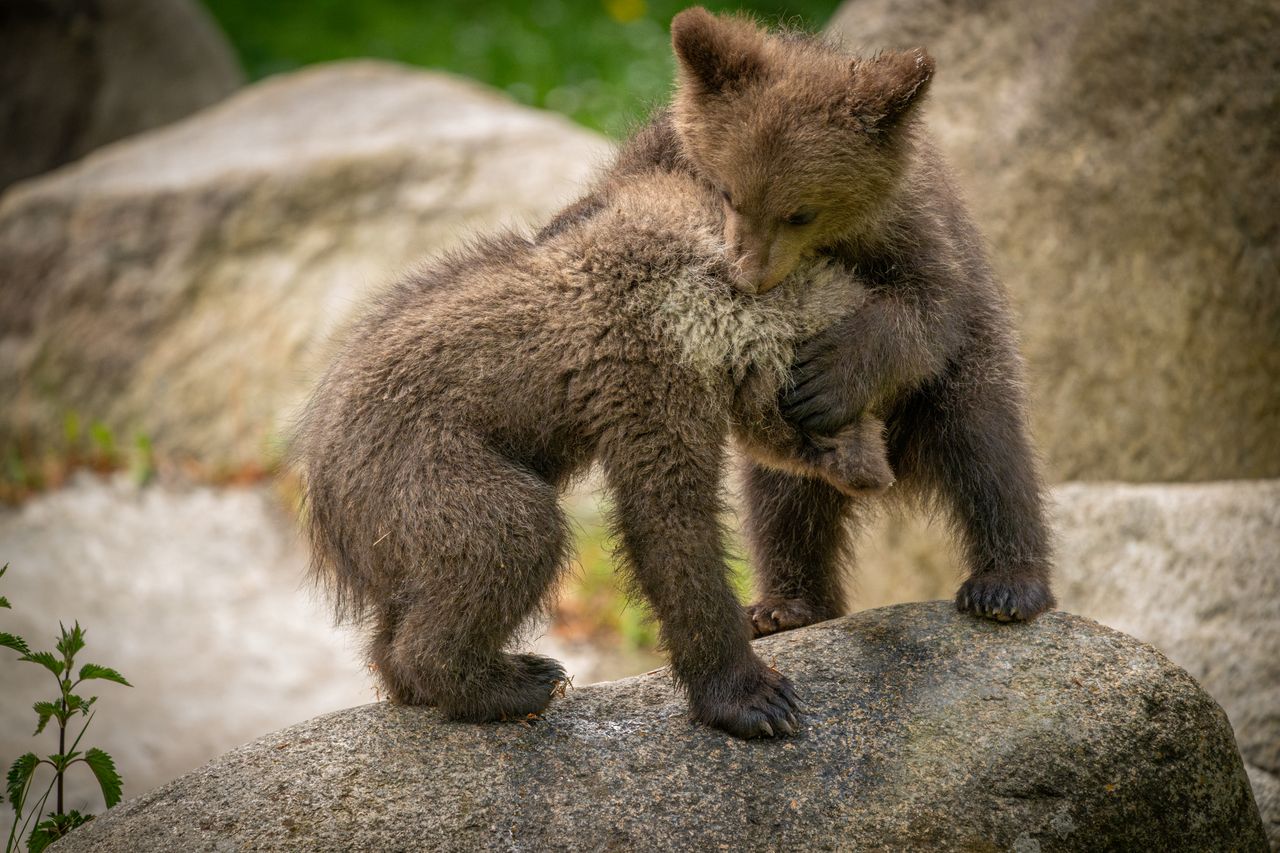 two playful brown bear cubs interacting on a natural rock in a forest