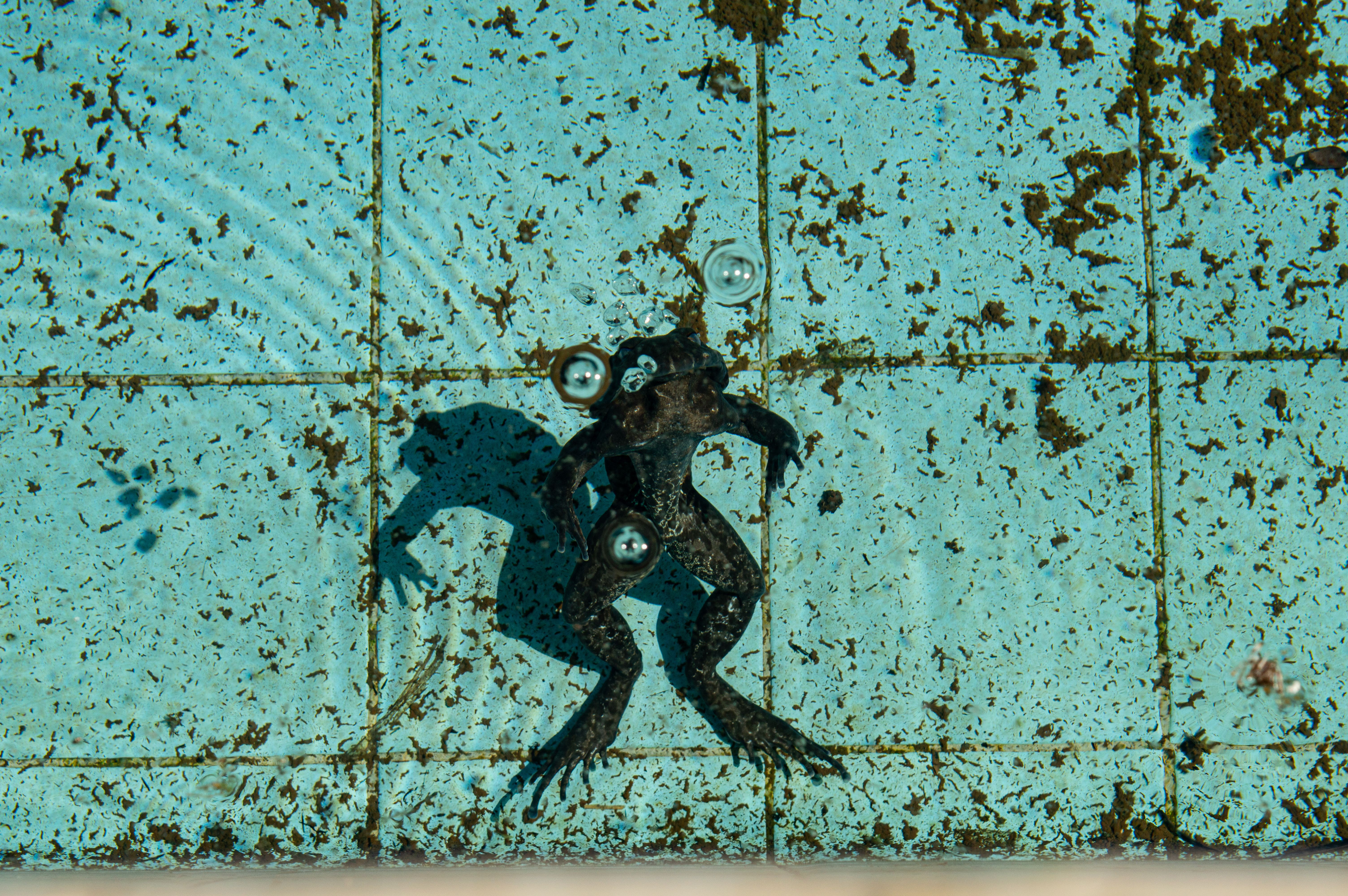 Green algae pool