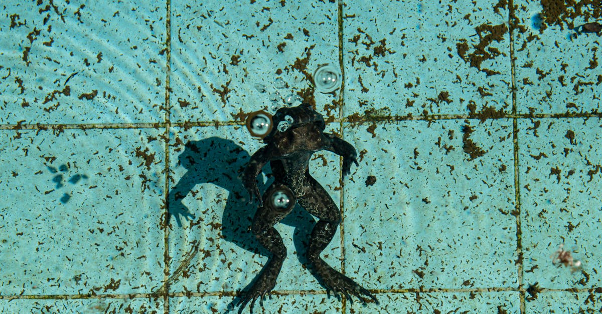 PISCINA E SEGURANÇA INFANTIL: O Guia Completo de Prevenção de Acidentes Domésticos anti-slip pool tiles - segurança infantil na piscina