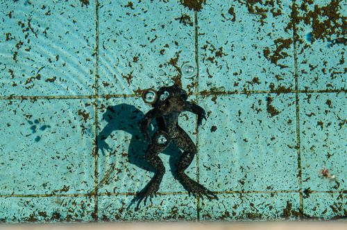 Free A frog swimming on the surface of an old, algae-covered pool. Stock Photo