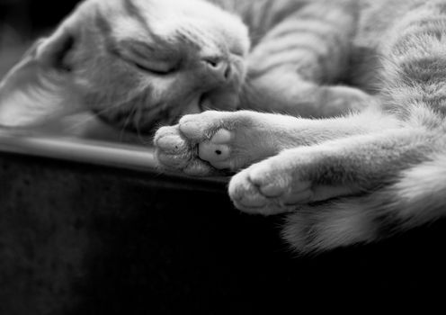A peaceful black and white close-up of a sleeping cat with soft paws in focus.