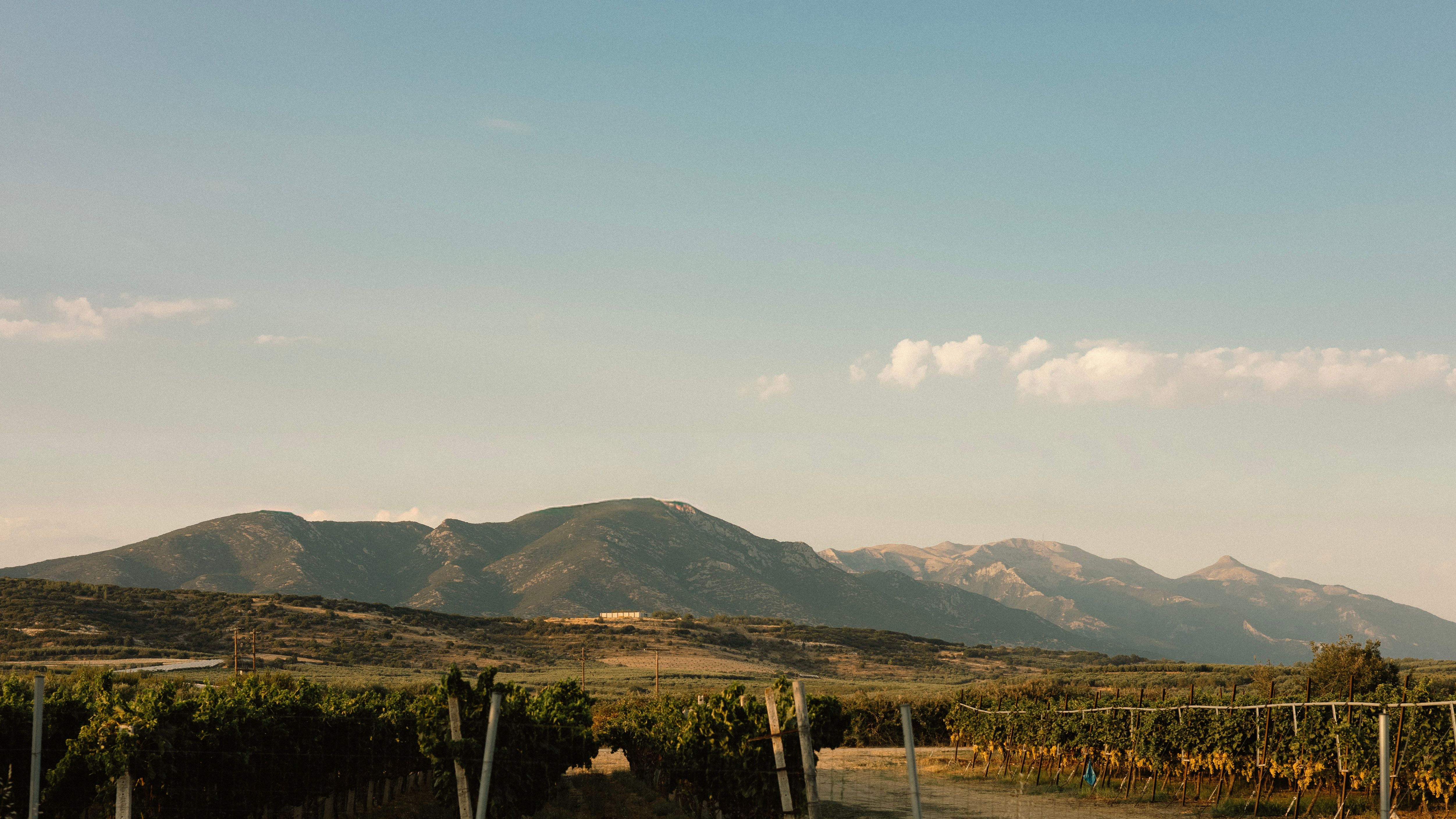 Boutique Winery (כרמים אורגניים)