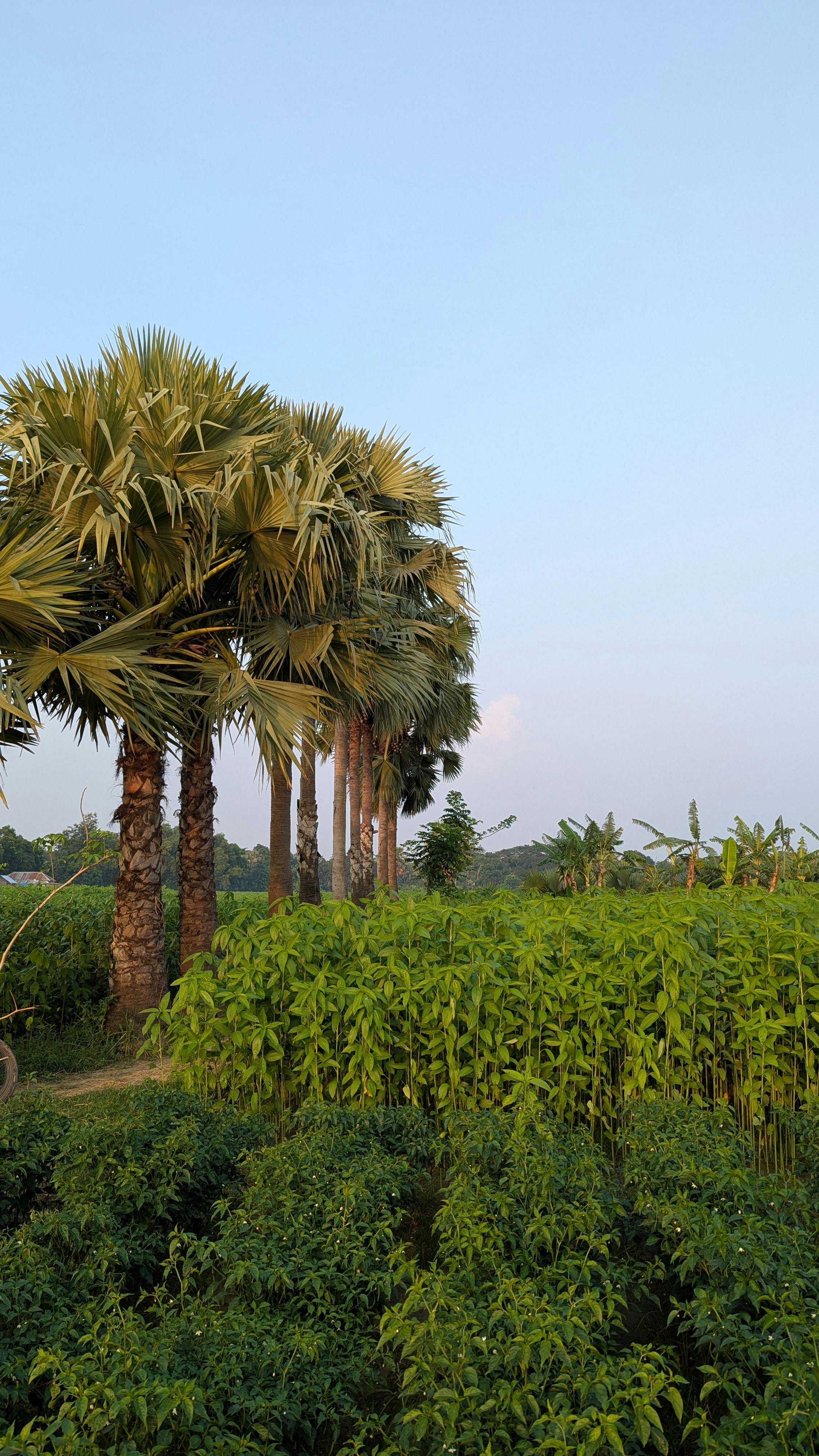 Scenic view of palm trees and lush greenery under a clear sky in the countryside.