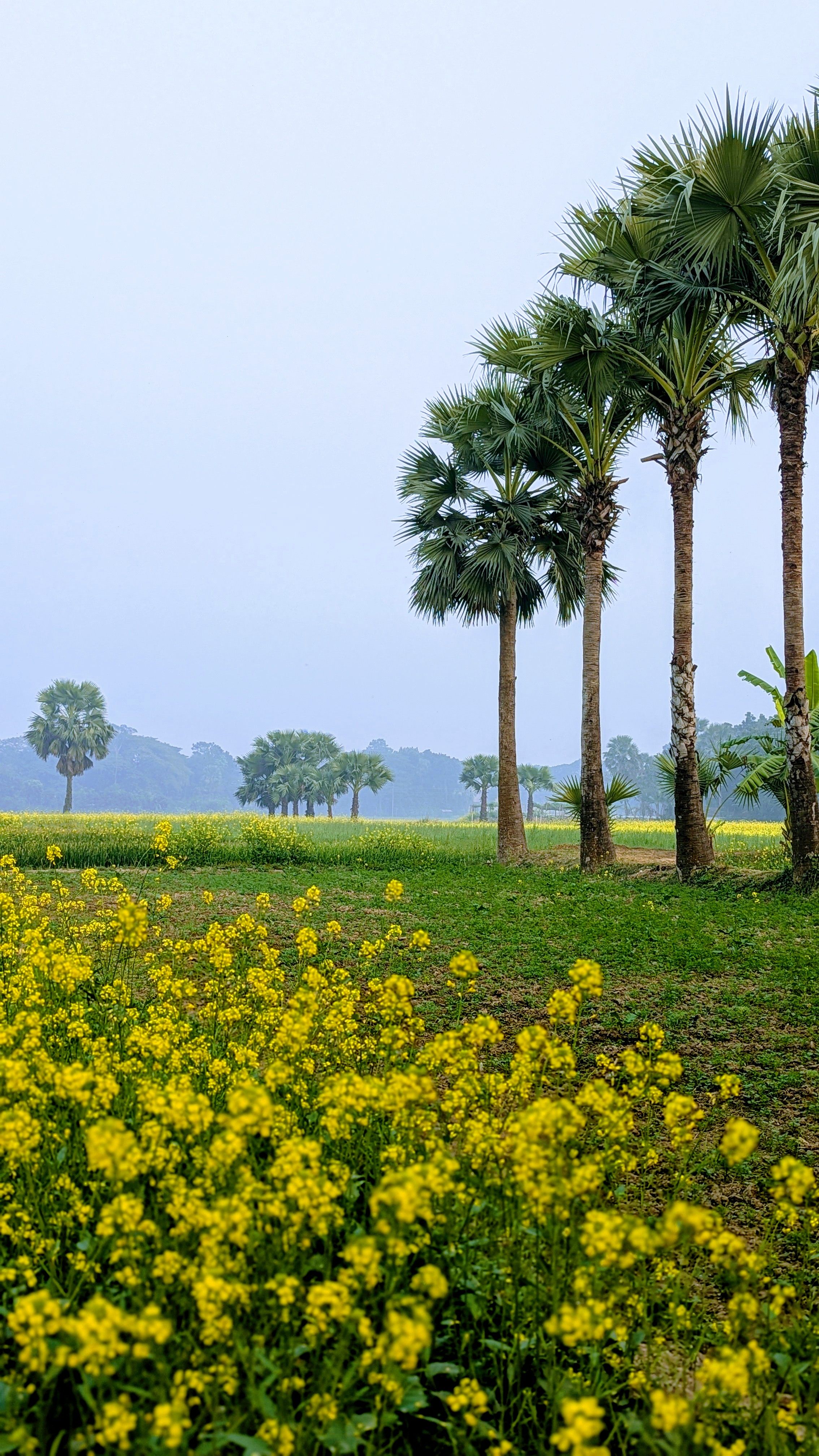 A serene mustard field with lush palm trees under a clear sky.