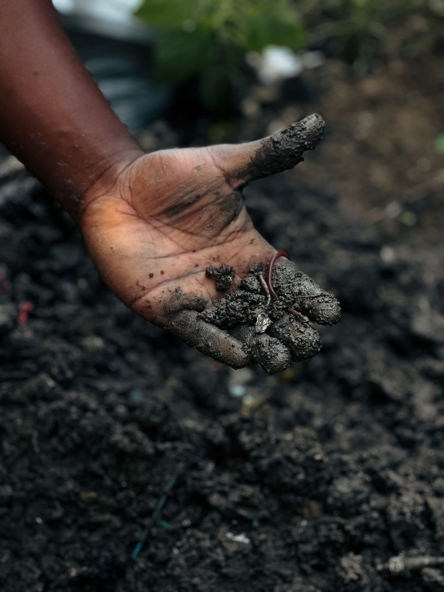 A hand holding dark field soil containing an earthworm