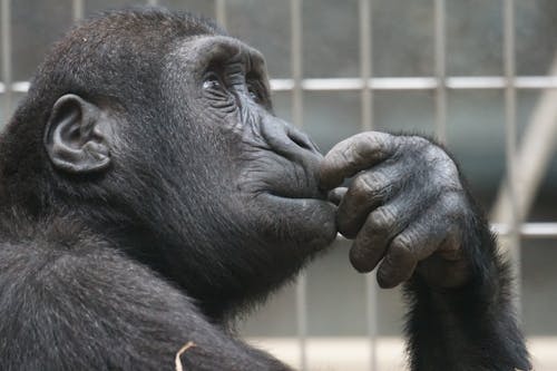 Close-up Photography of Gorilla