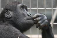Close-up Photography of Black Gorilla