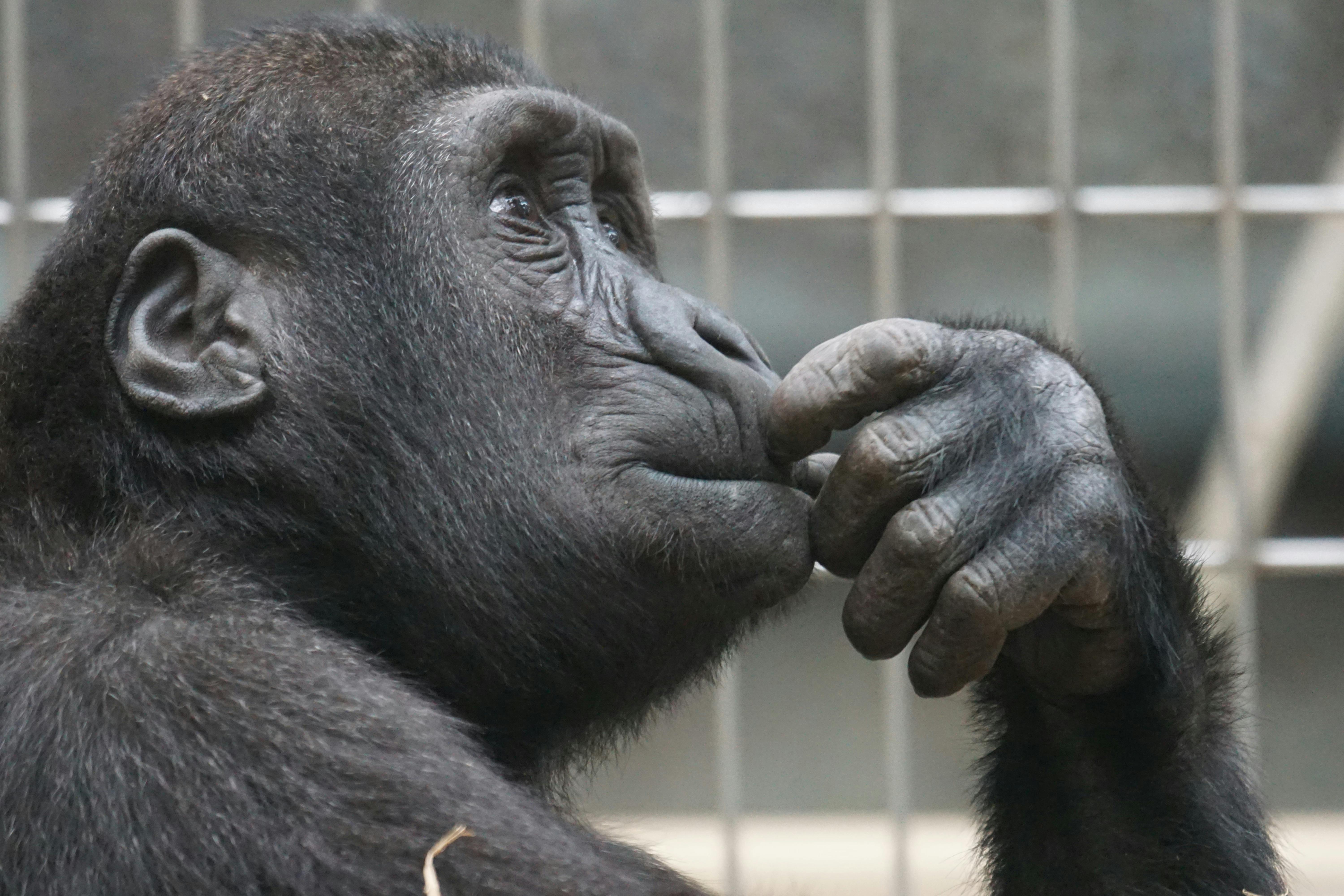 Macaco Chimpanzé Na Selva Do Sri Lanka, África Imagem e Fotografia  Gratuitas 199666496.