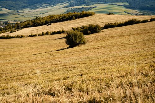 Free Explore the serene golden fields of Lipany, Slovakia, with lush greenery and rolling hills. Stock Photo