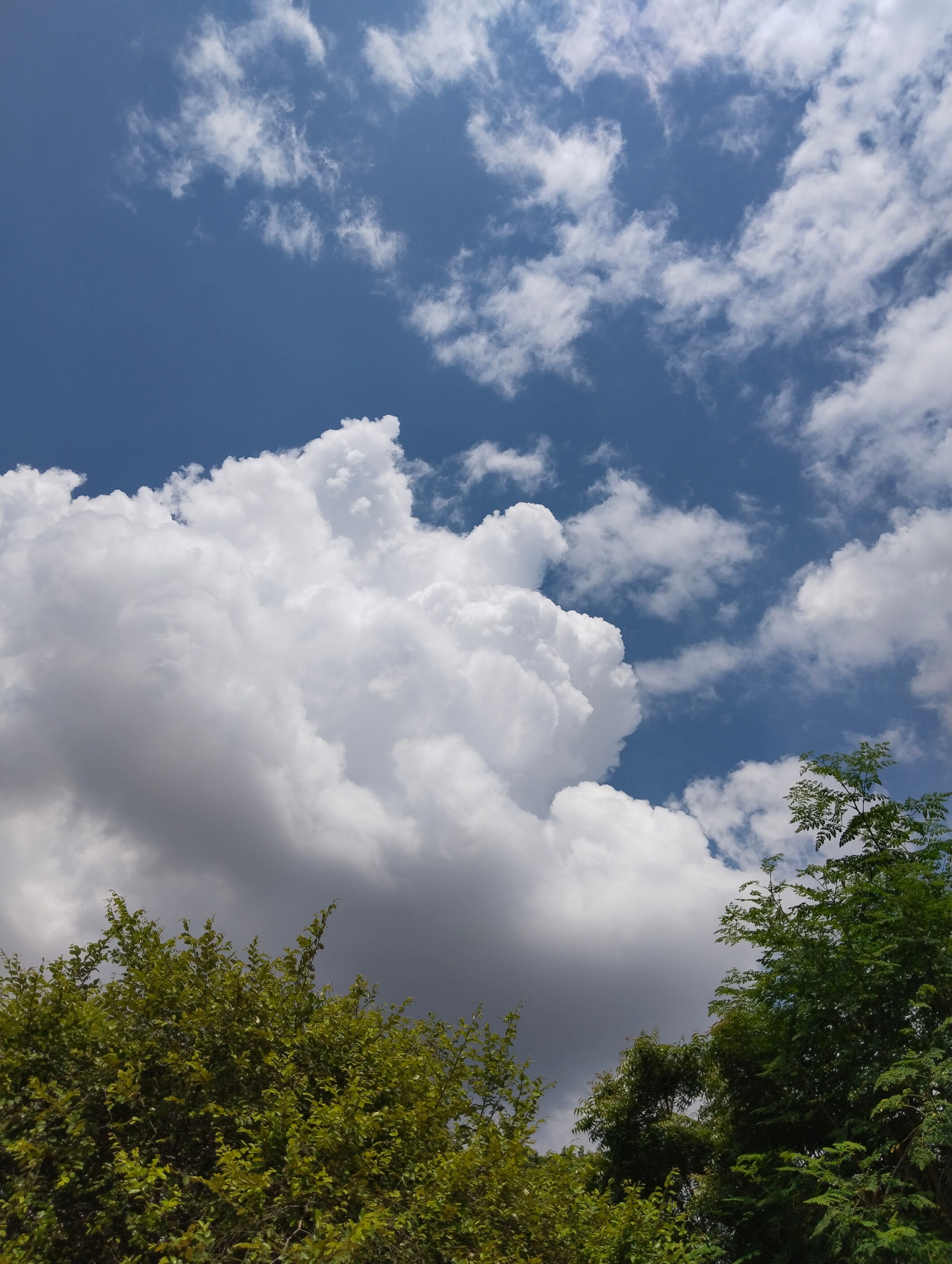 Vibrant cumulus clouds against a clear blue sky with green foliage below.