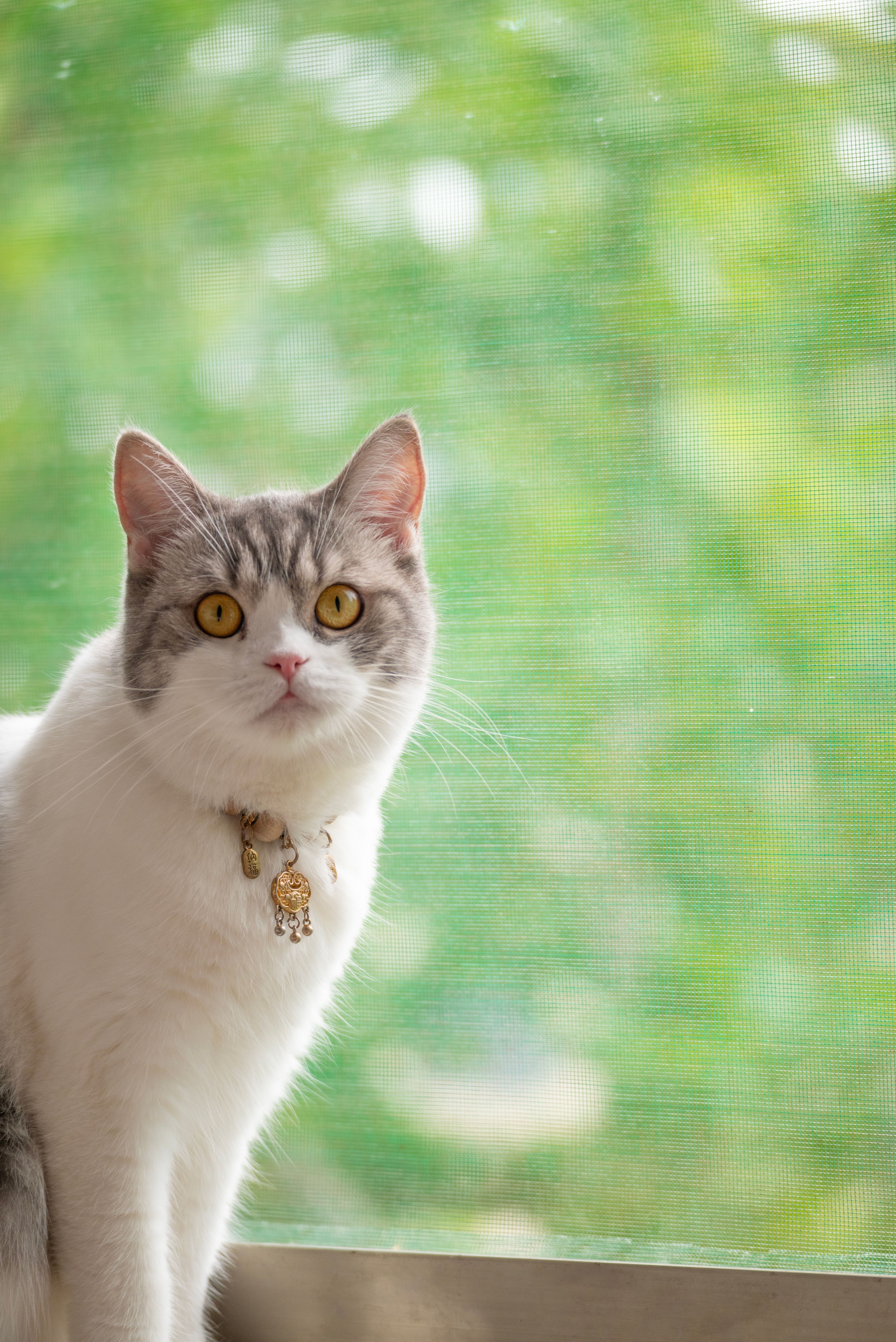 Adorable Tabby Cat Sitting by a Window with Greenery · Free Stock Photo