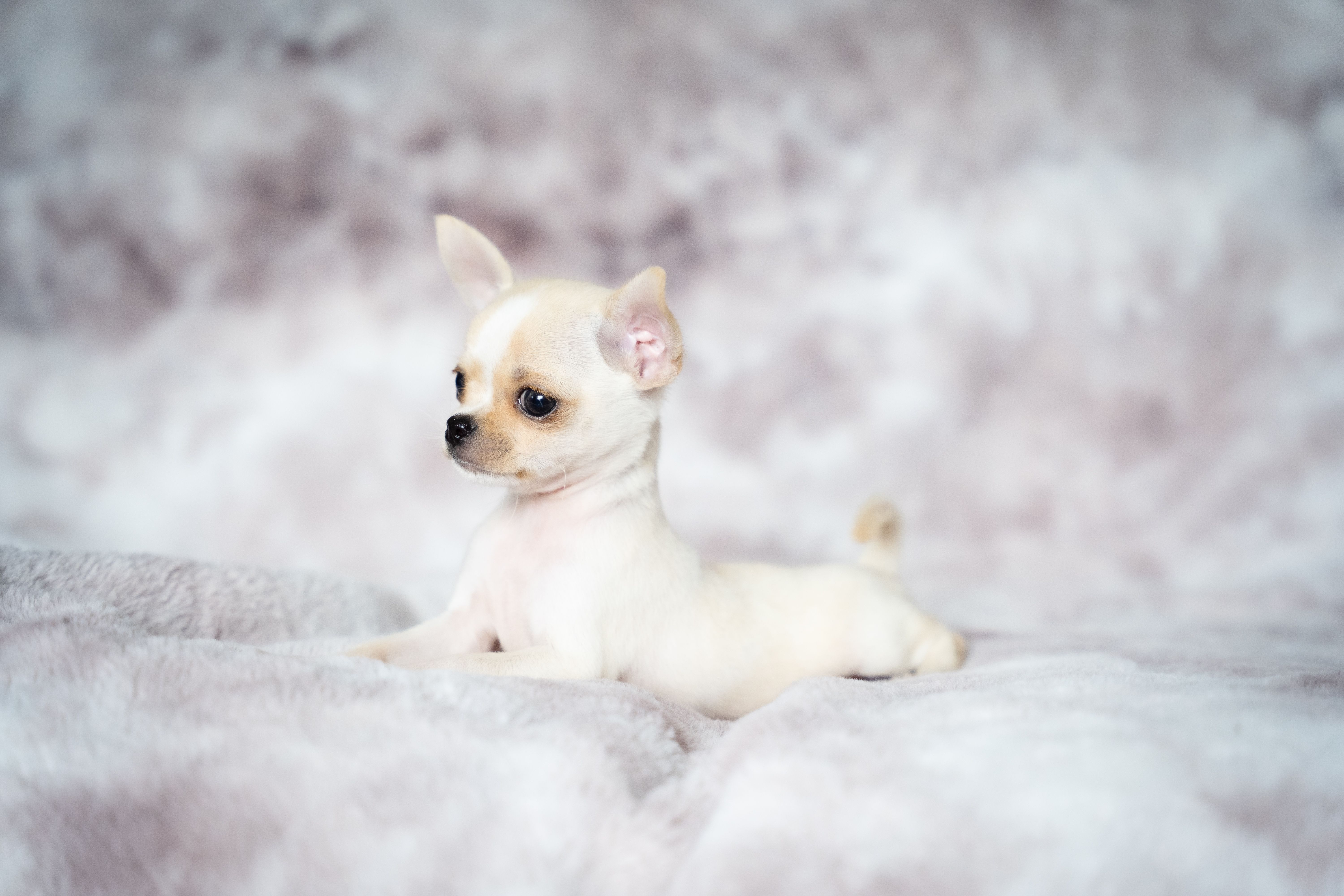 Adorable cream chihuahua puppy lounging on a soft plush blanket indoors.
