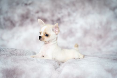 Free Adorable cream chihuahua puppy lounging on a soft plush blanket indoors. Stock Photo