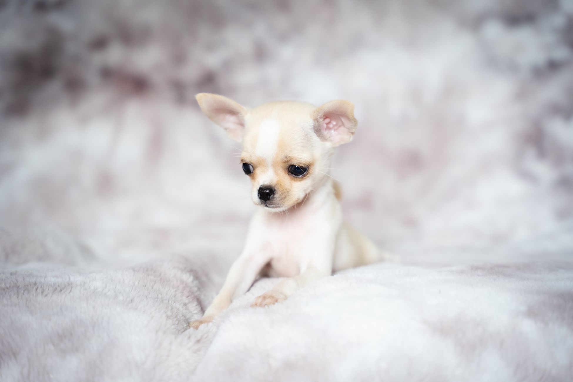 Built with love, a tiny bedroom fit for a Chihuahua queen - The Palm Beach Post