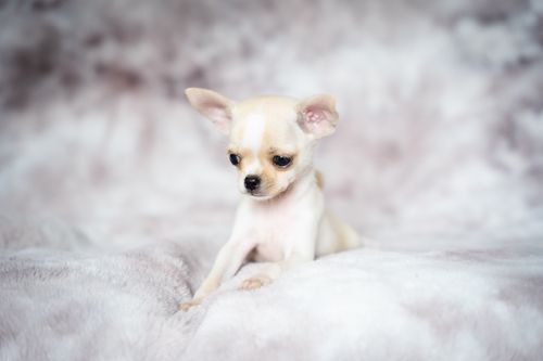 Free Cute cream chihuahua puppy sitting on a soft, fluffy blanket. Perfect for pet lovers. Stock Photo