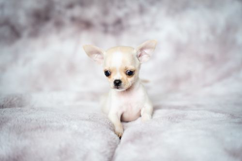 Free Cute cream Chihuahua puppy sitting on a soft, fluffy blanket. Perfect for dog lovers and pet-themed visuals. Stock Photo
