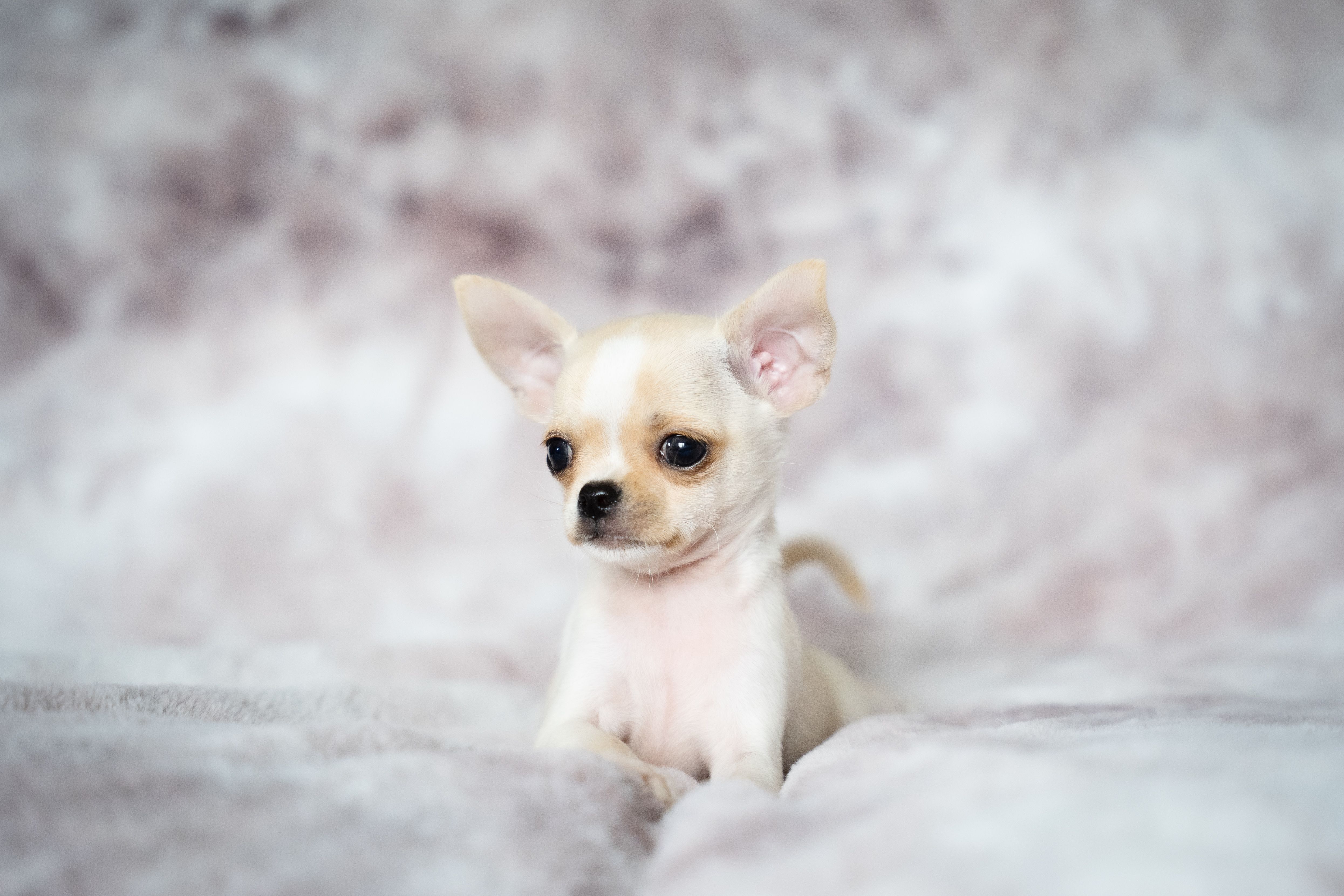 Cute cream Chihuahua puppy sitting on a soft, fluffy surface with a neutral background.