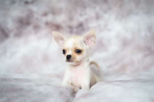 Free Cute cream Chihuahua puppy sitting on a soft, fluffy surface with a neutral background. Stock Photo