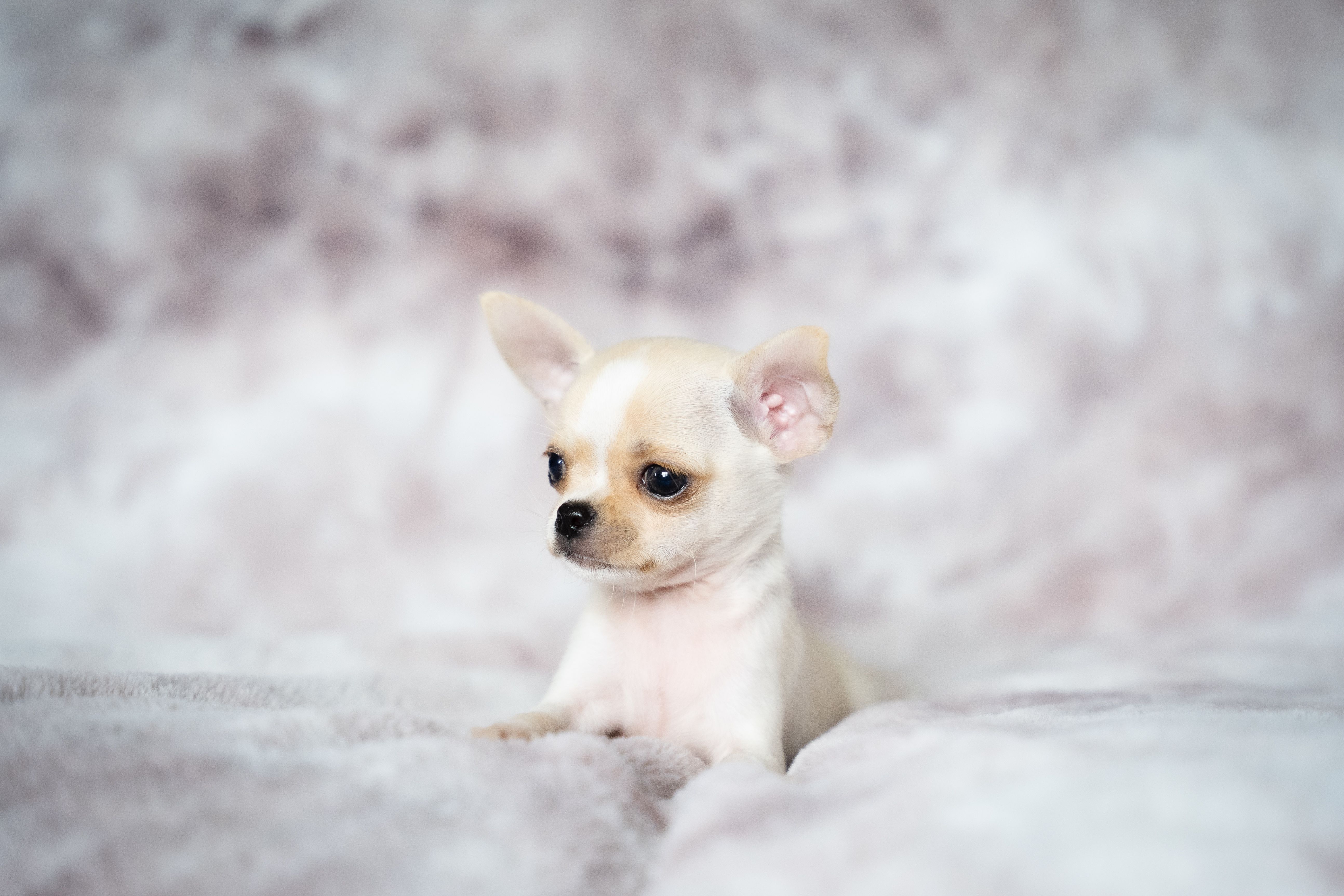 Adorable cream chihuahua puppy sitting on a soft, fluffy blanket. Perfect for pet lovers.