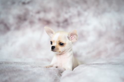Free Adorable cream chihuahua puppy sitting on a soft, fluffy blanket. Perfect for pet lovers. Stock Photo