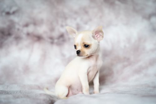 Free Charming portrait of a cream-colored Chihuahua puppy sitting on a soft, textured background. Stock Photo