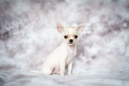 Free A cute cream-colored teacup Chihuahua puppy sitting on a soft textured surface. Stock Photo