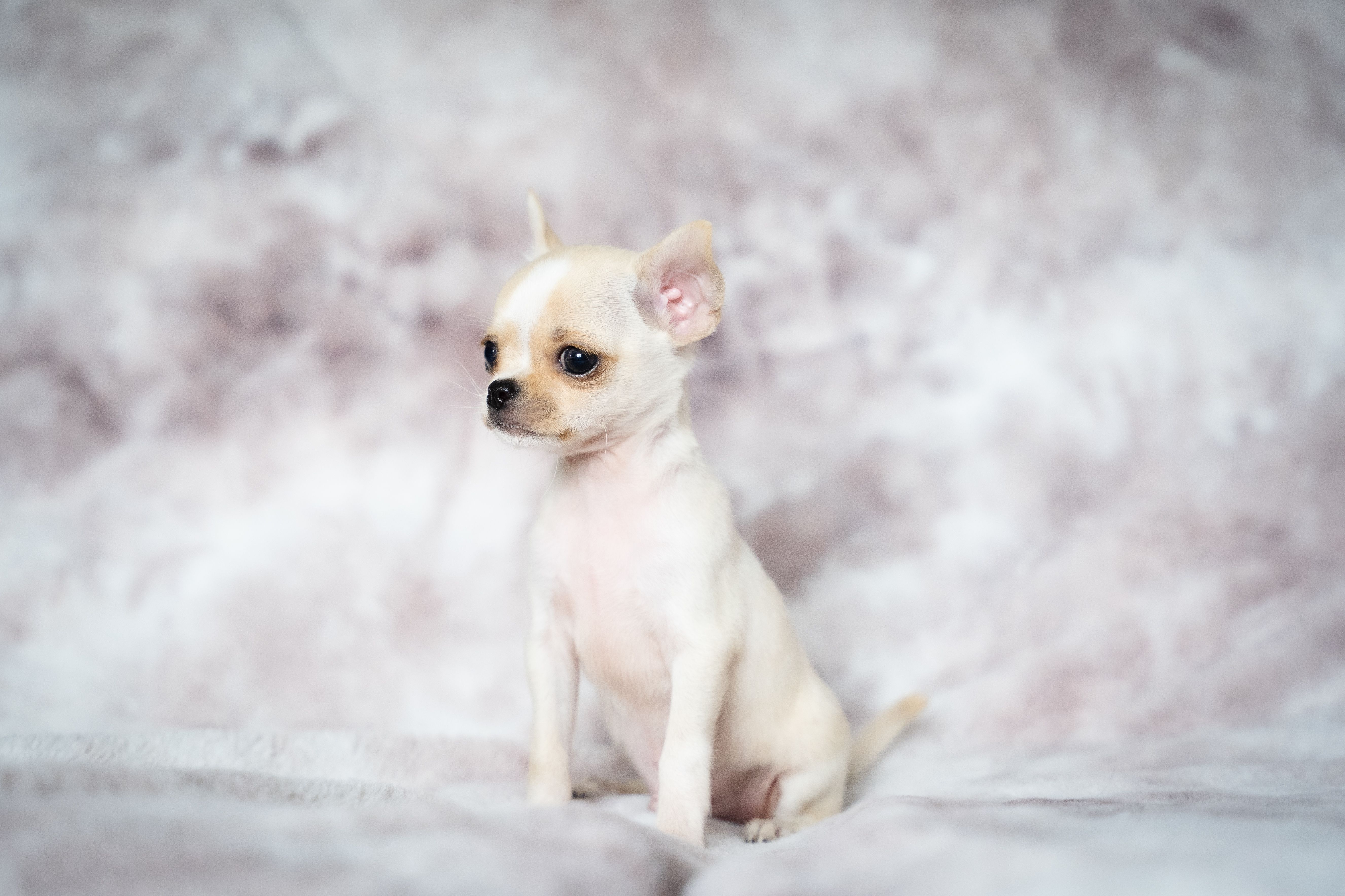 A cute cream Chihuahua puppy sitting on a soft, fluffy background.