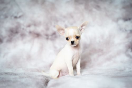 Free A cute teacup Chihuahua puppy with cream fur sitting on a soft surface indoors. Stock Photo