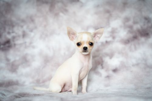 Free Charming portrait of a small white Chihuahua puppy sitting on a soft background. Stock Photo