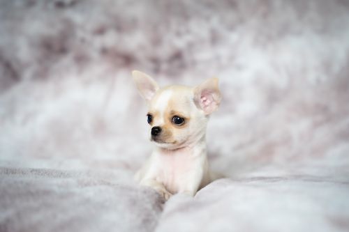 Free Cute cream Chihuahua puppy resting on a soft, fluffy blanket, exuding warmth and comfort. Stock Photo